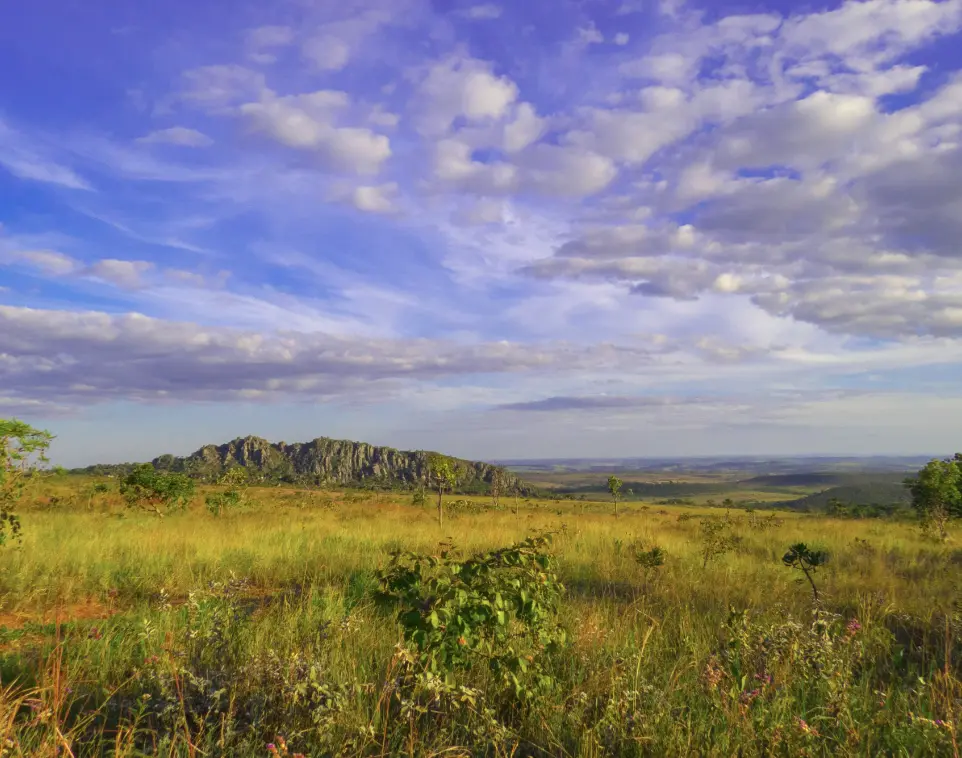 Cerrado Biome