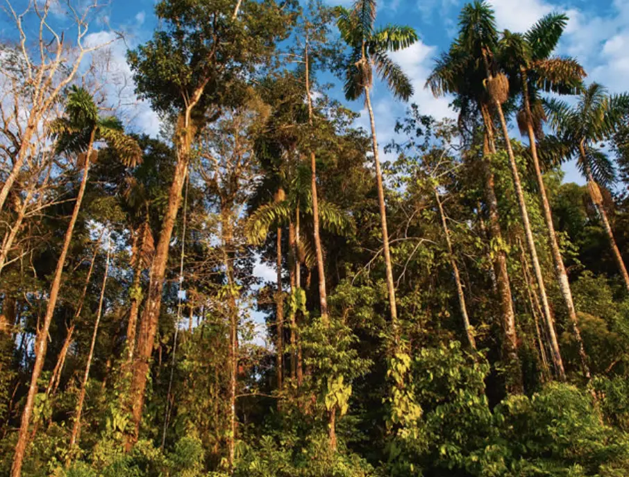 Tahuamanu Amazon