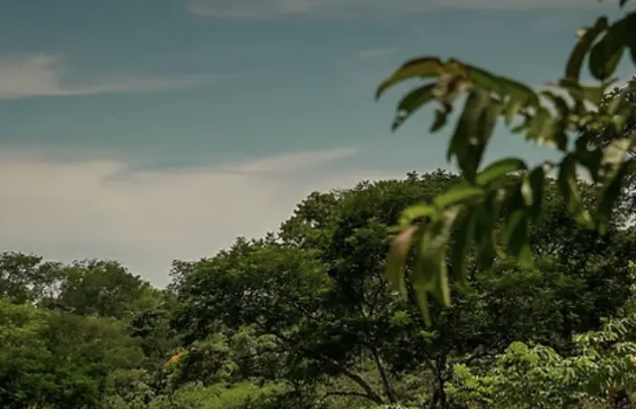 Yacumama Forest